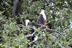 African-Fish-eagle-4