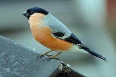Bullfinch-1-1