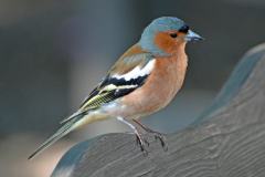 Chaffinch-1-1