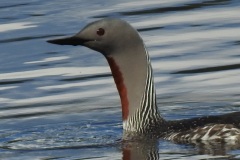 Red-throated-Diver-4