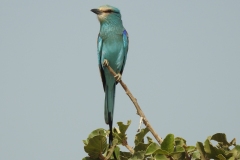 Abyssinian-Roller-4
