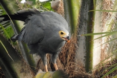 African-Harrier-Hawk-1