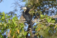 African-Pied-Hornbill-5