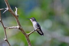 Bee-Hummingbird-2