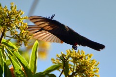 Antillian-Creasted-Hummingbird-9