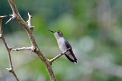 Bee-Hummingbird-3