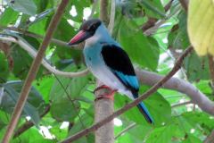 Blue-breasted-Kingfisher-2