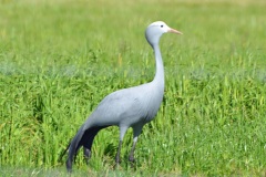 Blue-Crane-1