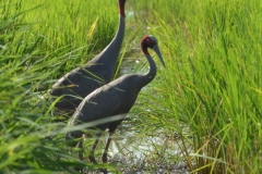 Sarus-Crane-02