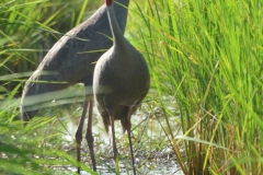 Sarus-Crane-03