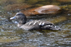African-Black-Duck-2