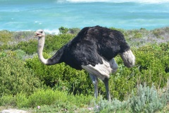 African-Ostrich-4