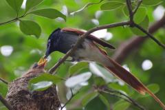 African-Paradise-Flycatcher-4
