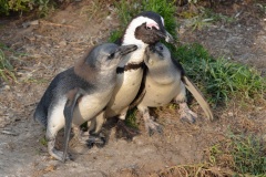 African-Penguins-5