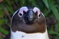 African-Penguins-7