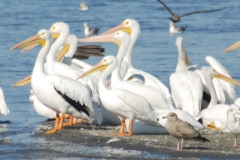 American-White-Pelican